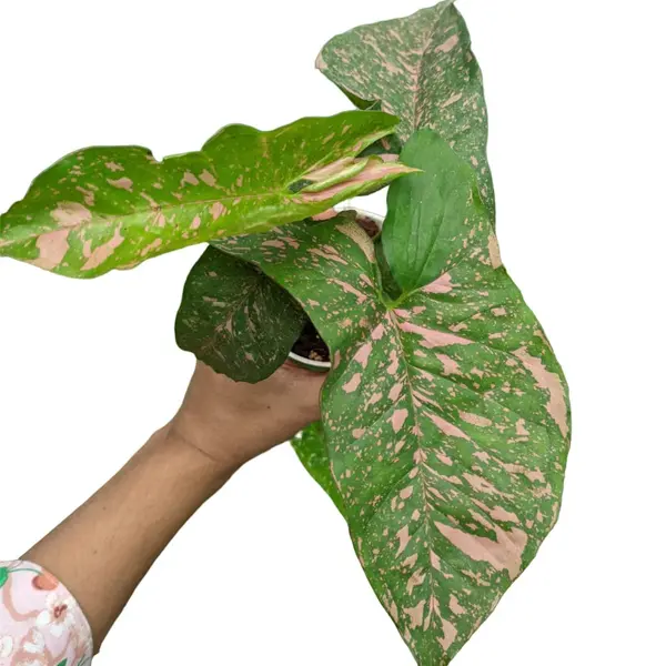 Syngonium pink splash allusion