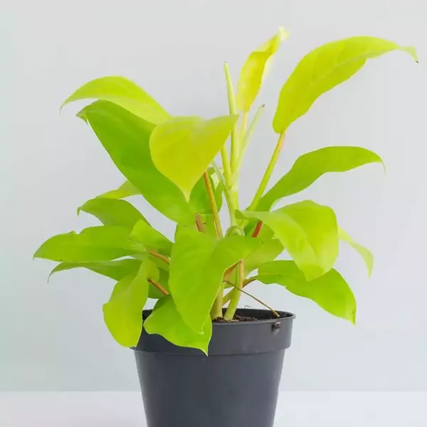 Philodendron Ceylon Golden Plant / lemon lime