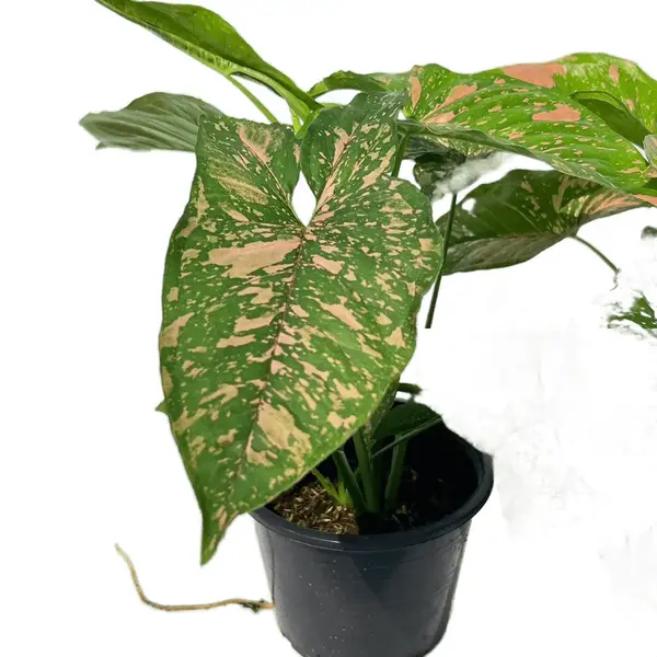 Syngonium pink splash allusion