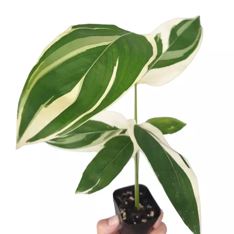 Maranta Arundinacea Variegated