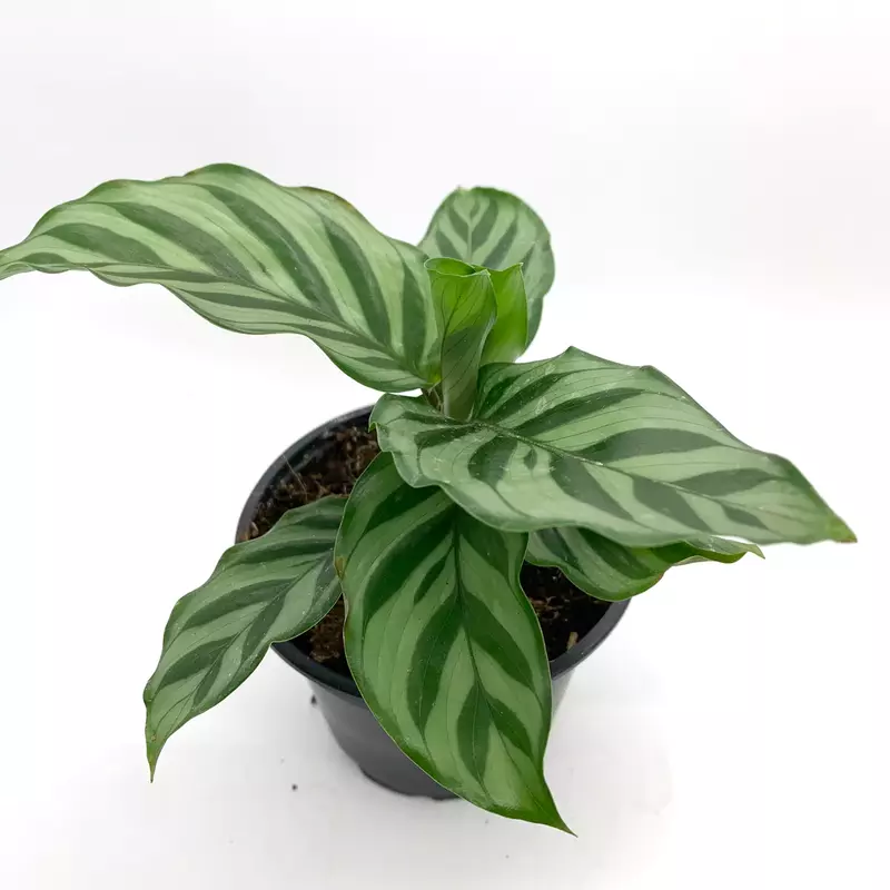 Calathea Louisae 'Freddy'