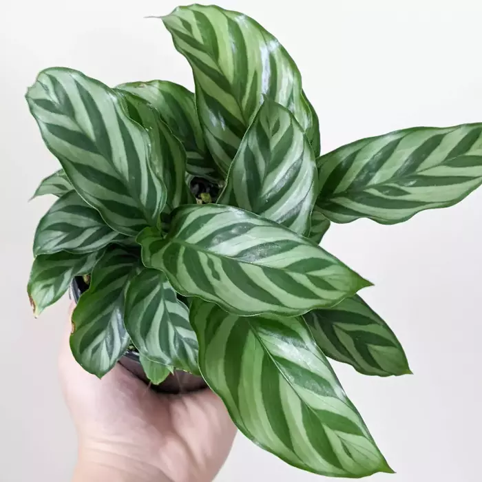 Calathea Louisae 'Freddy'