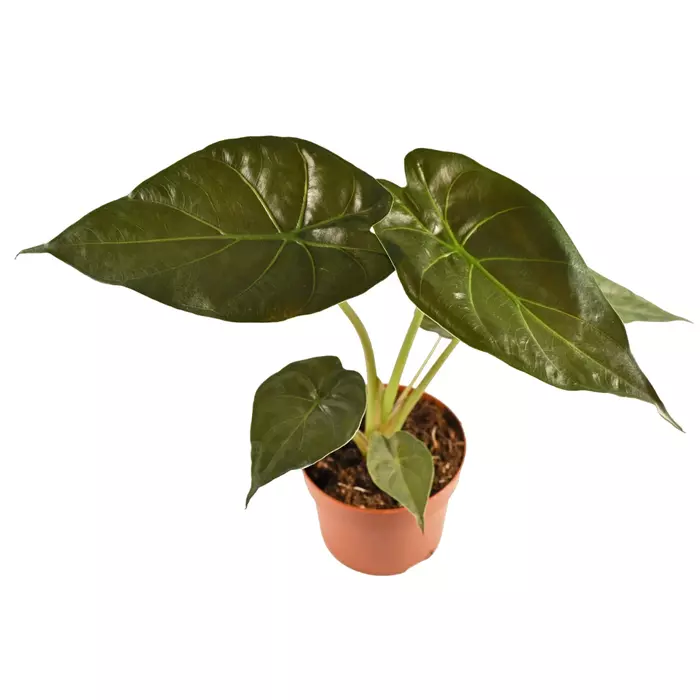 Alocasia Wentii