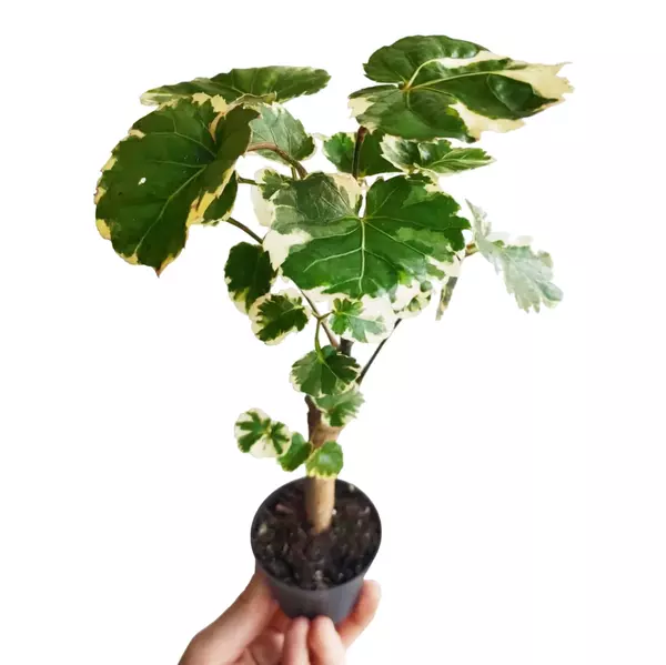 Aralia/Polyscias Balfouriana