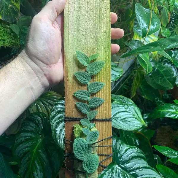 rhaphidophora versteegii