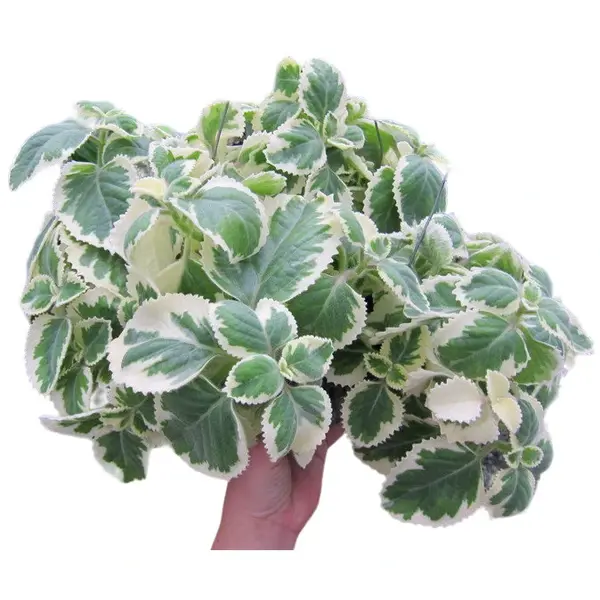 Coleus Amboinicus Variegated