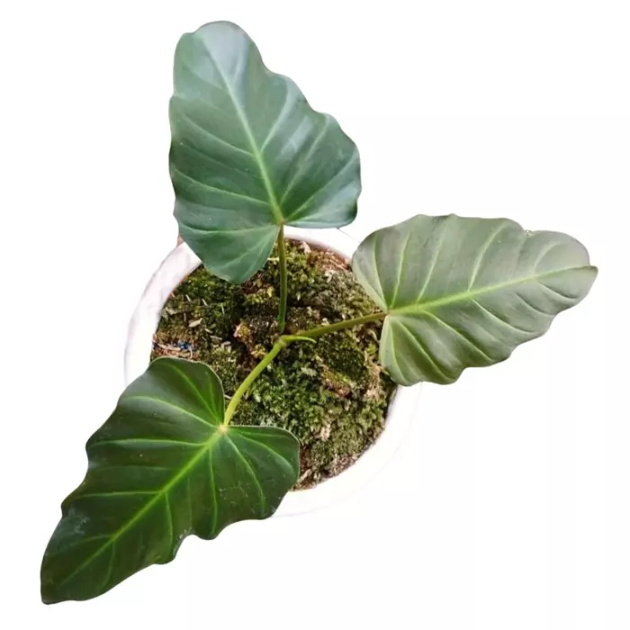 Philodendron Corsinianum / 'Bronze Shield'