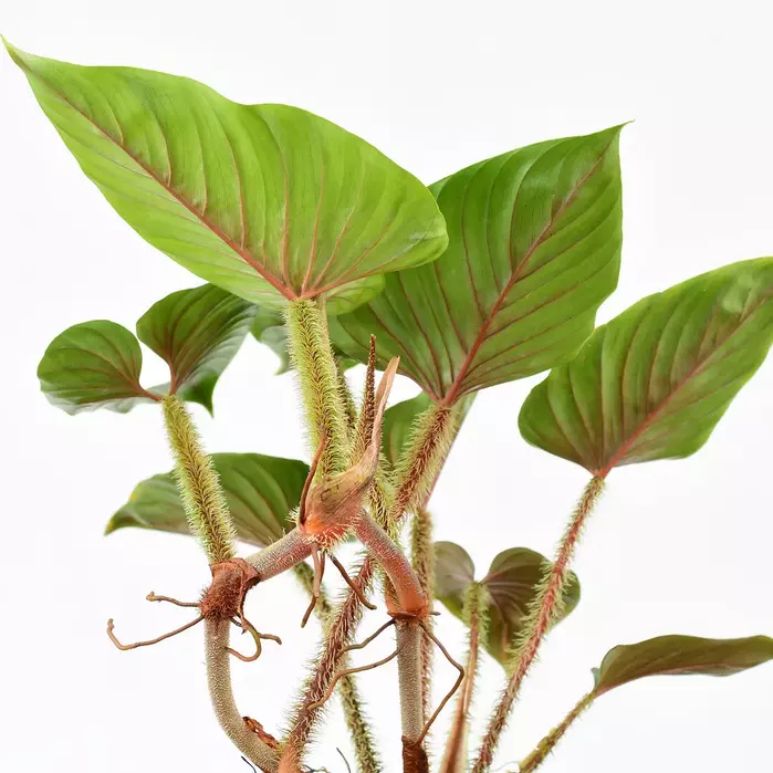 Philodendron serpens