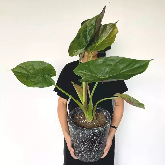 Alocasia Wentii