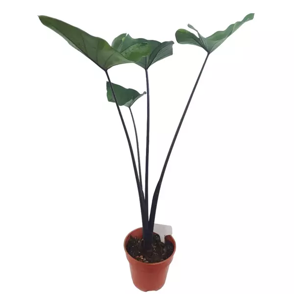 Colocasia esculenta 'Coffee Cups'
