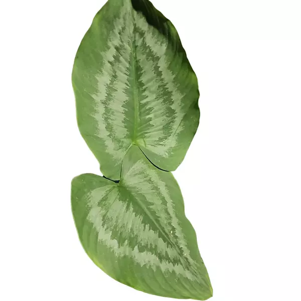 Schismatoglottis sp. Kalimantan