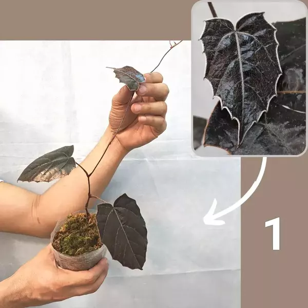 Pterisanthes sp. Borneo 'Batman'