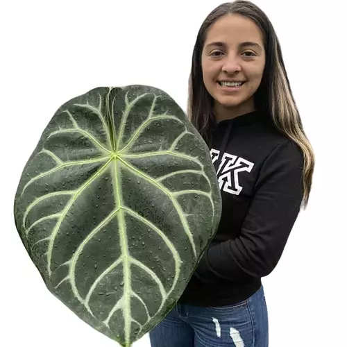 Magnificm square peteole