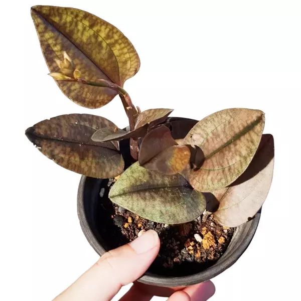 Nephelaphyllum pulchrum (Jewel Orchid)