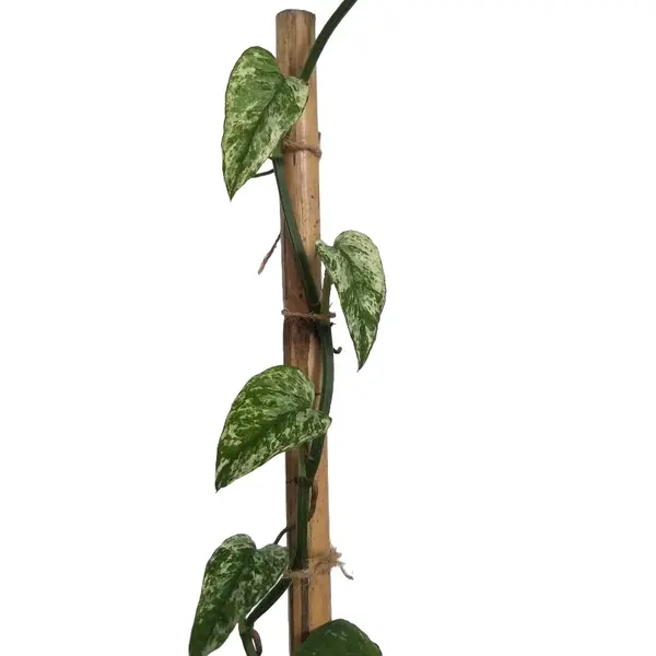 Epipremnum pinnatum cebu blue variegated