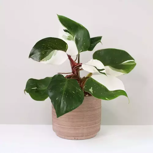 Philodendron white knight
