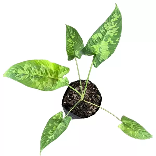 Schismatoglottis sp. Calyptrata