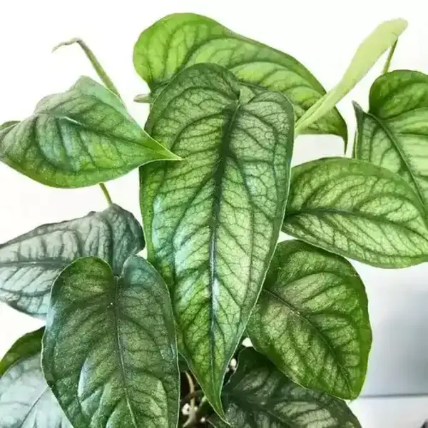 Monstera Siltepecana