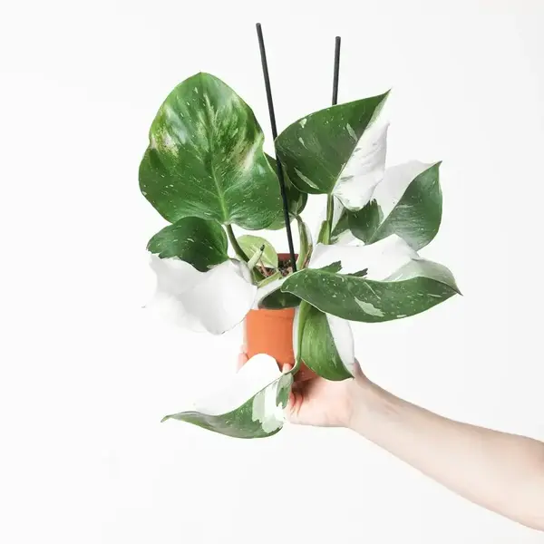 Philodendron 'White Wizard'- Rare