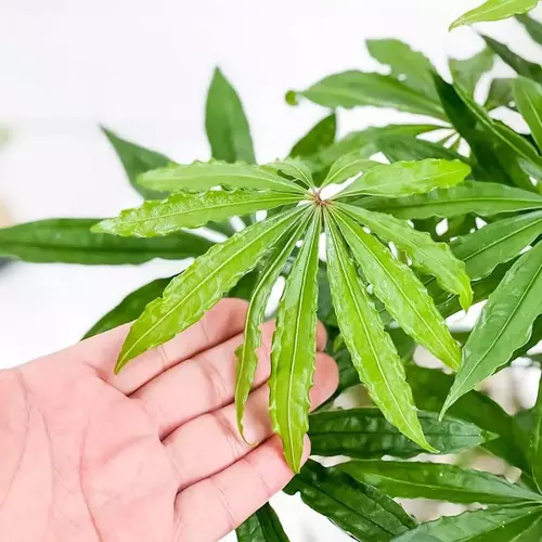 Anthurium polyschistum