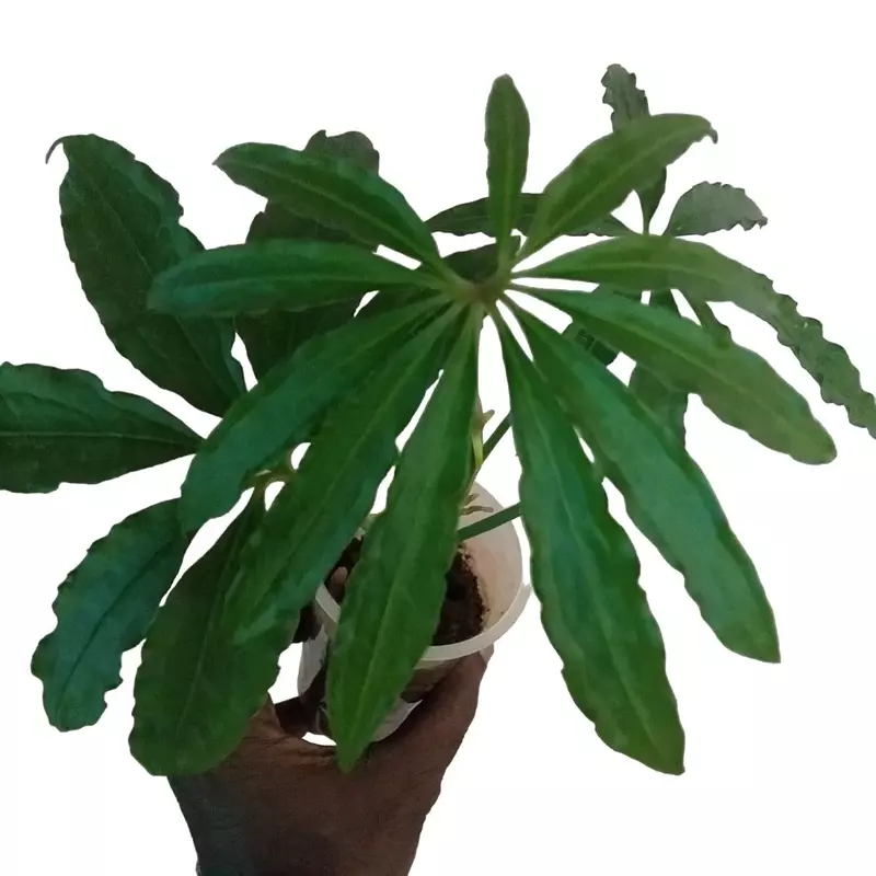 Anthurium polyschistum