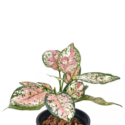 Aglaonema sp. Tricolor Anyamanee