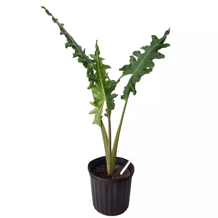 Alocasia portei