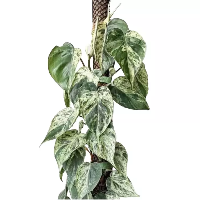 Philodendron Hederaceum Variegated