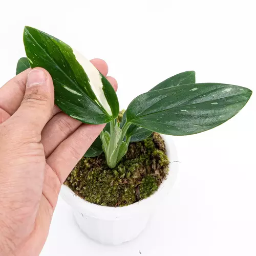 MONSTERA STANDLEYANA