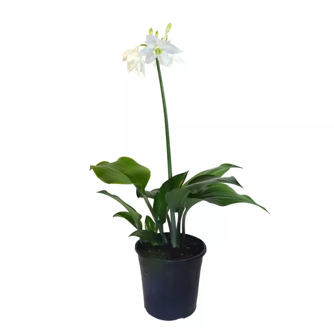 Eucharis grandiflora