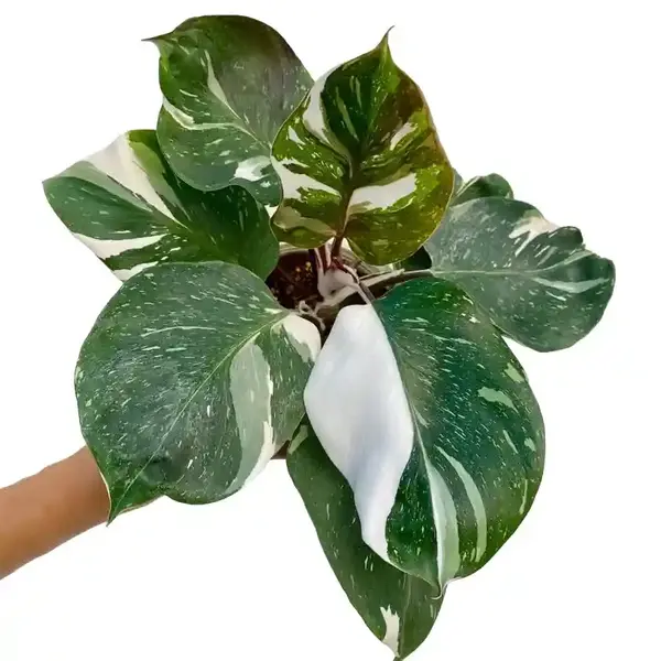 Philodendron White Knight Marble Variegated - Rare Plant