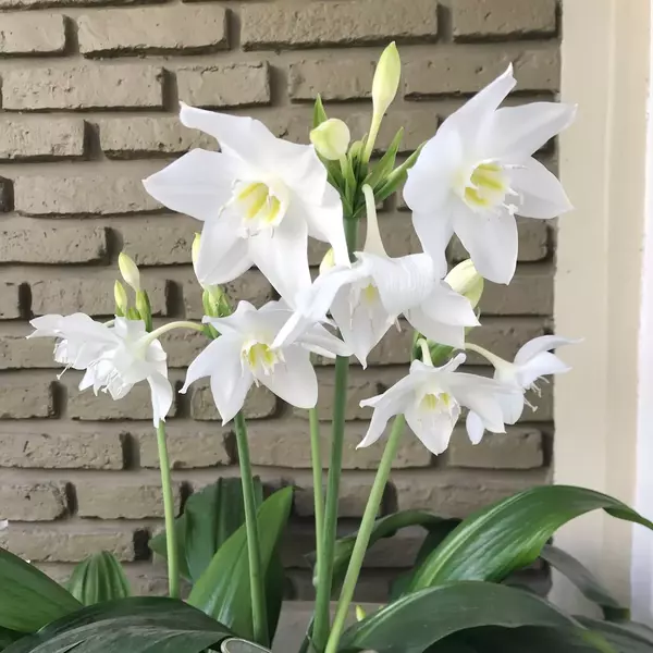 Eucharis grandiflora