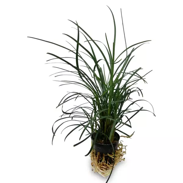 Ophiopogon Japonica plant (Mondo Grass) - Image 4
