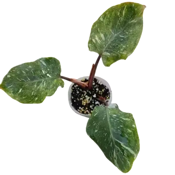 Philodendron White Knight Marble Variegated - Rare Plant
