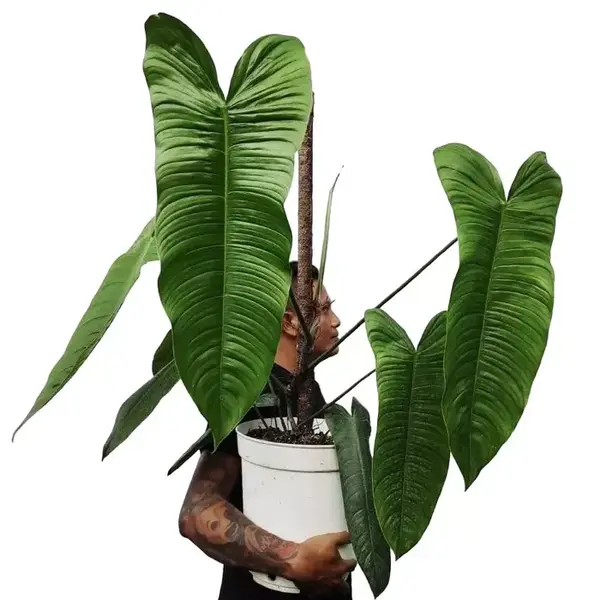 Philodendron Sharoniae - Rare