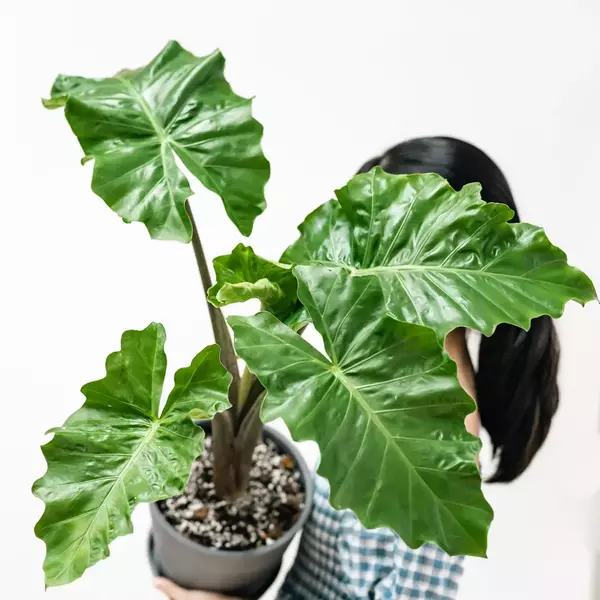 Alocasia low rider