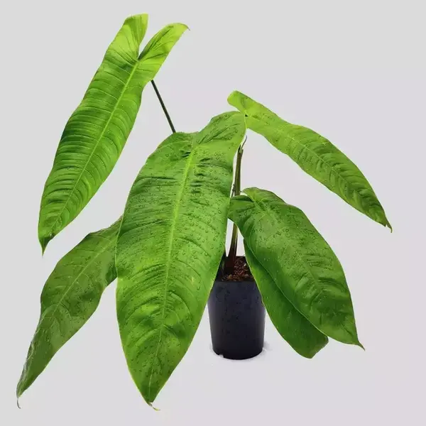 Philodendron Sharoniae - Rare