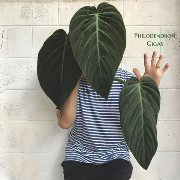 Philodendron Gigas - Rare Plant