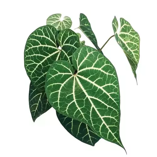 Aristolochia Leuconeura