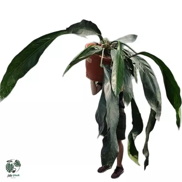 Anthurium 'Big Bill'