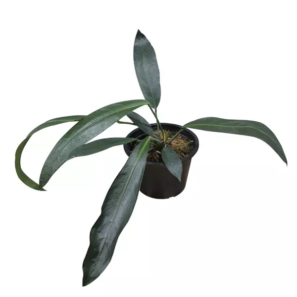 Anthurium 'Big Bill'