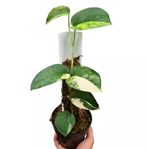 SCINDAPSUS JADE SATIN AUREA VARIEGATED