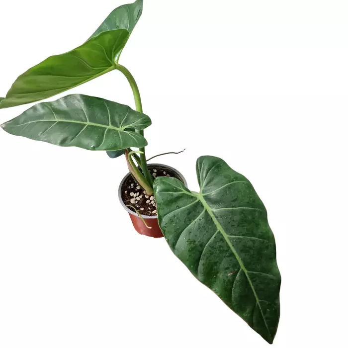 Philodendron Maximum