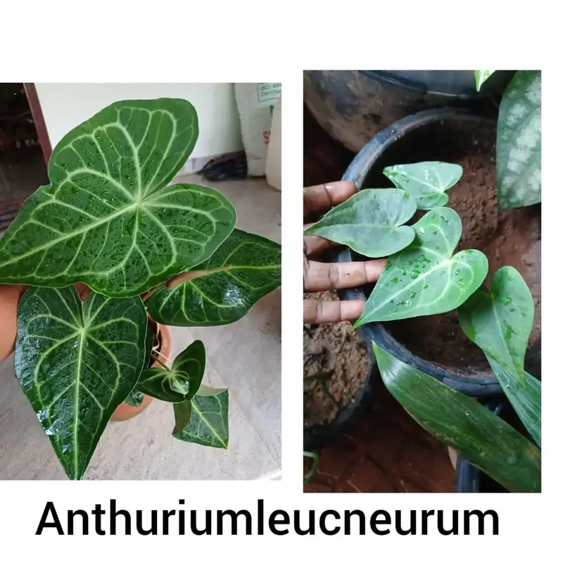 Anthurium Leuconeurum - Rare - Image 2