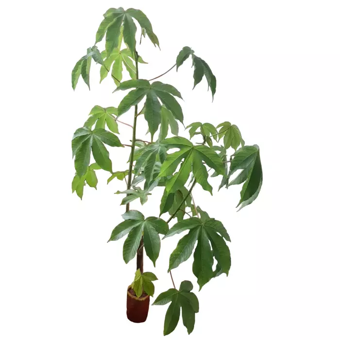 Cochlospermum religiosum (Golden Silk Cotton tree)