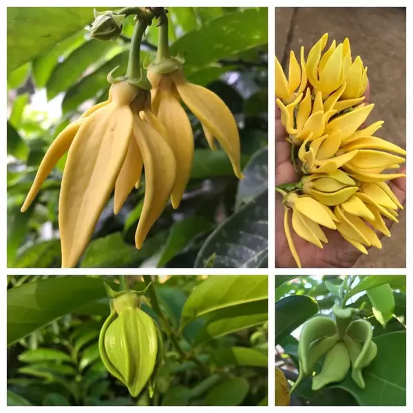 Artabotrys Hexapetalus (Manoranjini Plant)