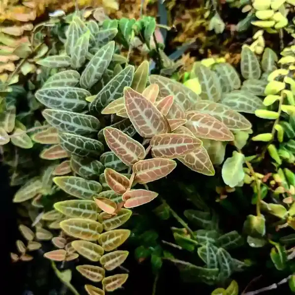 Marcgravia sp. Red - Umbellata