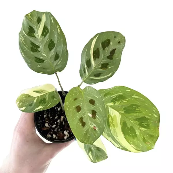 Maranta Leuconeura Kerchoveana Variegated