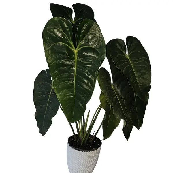 King Indonesesia broad form