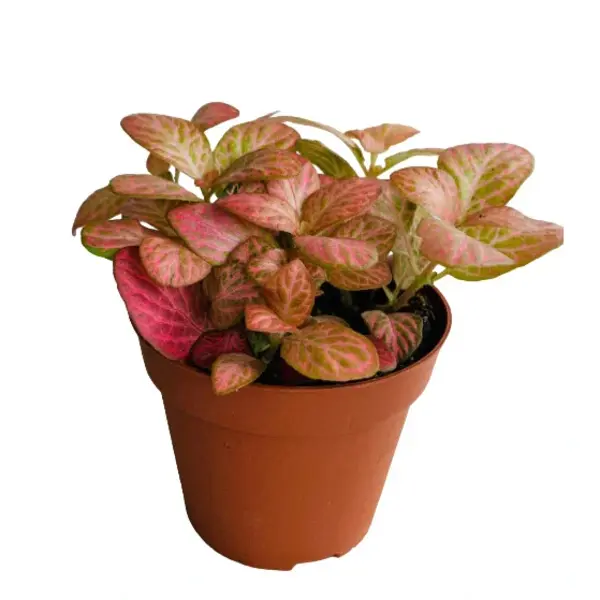 Fittonia Pink Cassandra